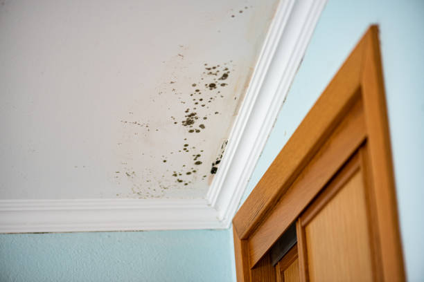 Best Mold Removal and Inspection  in USA